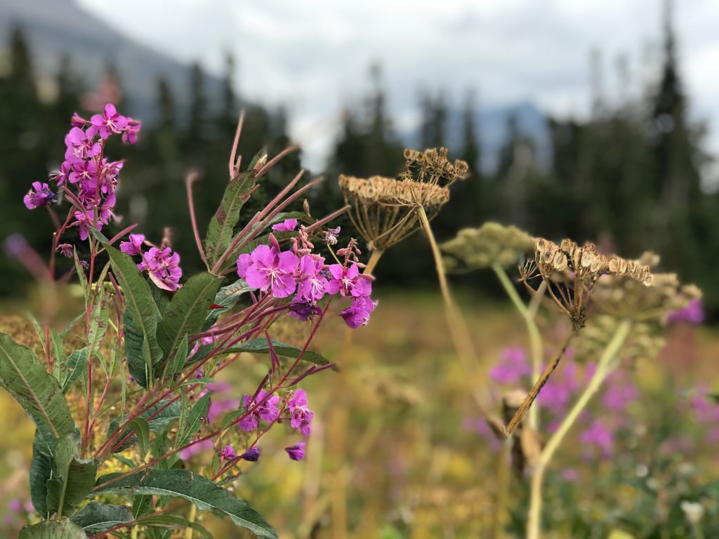 Mountain meadow blooms at Logan Pass, Glacier National Park