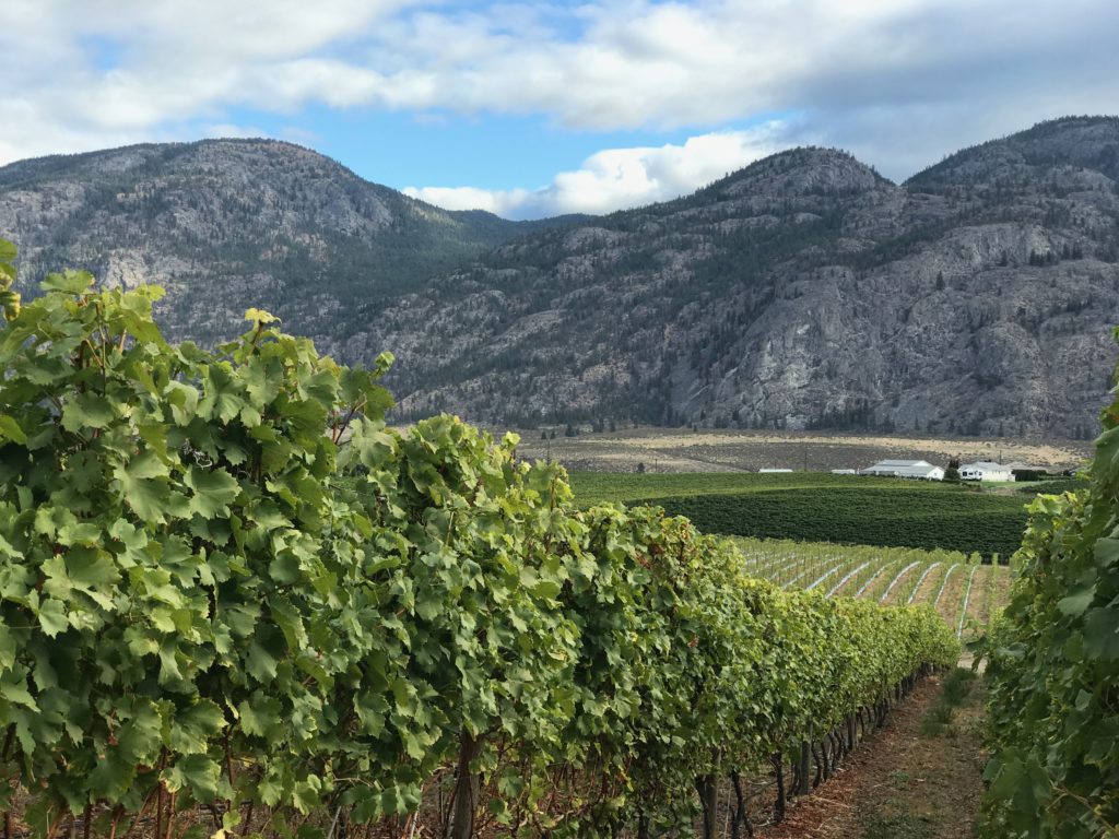 Vineyard in British Columbia