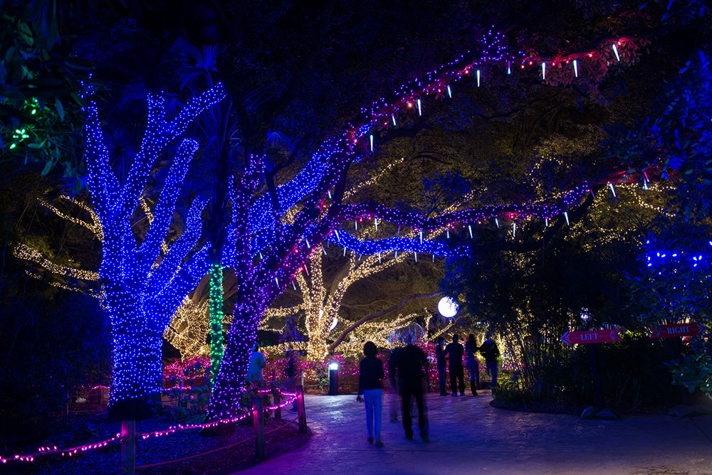 Houston Zoo Lights is a fun annual holiday tradition. It runs daily through January 13.
