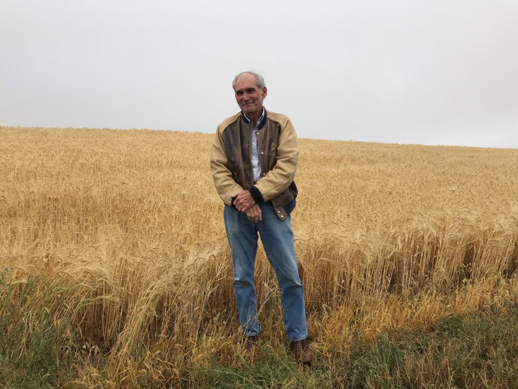 John Lewell Thompson in a field of Saskatchewan barley. (Photo by Mary Margaret Hansen )
