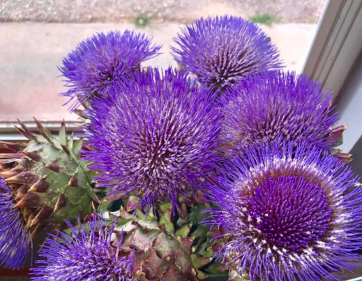 You can find their goods at farmers markets across the Houston Area.