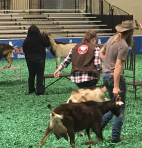 rodeo goat milking championship