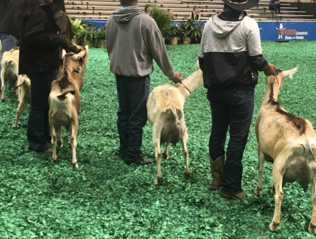 There's nothing quite like milking a goat on a Monday afternoon. 