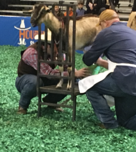 rodeo goat milking championship