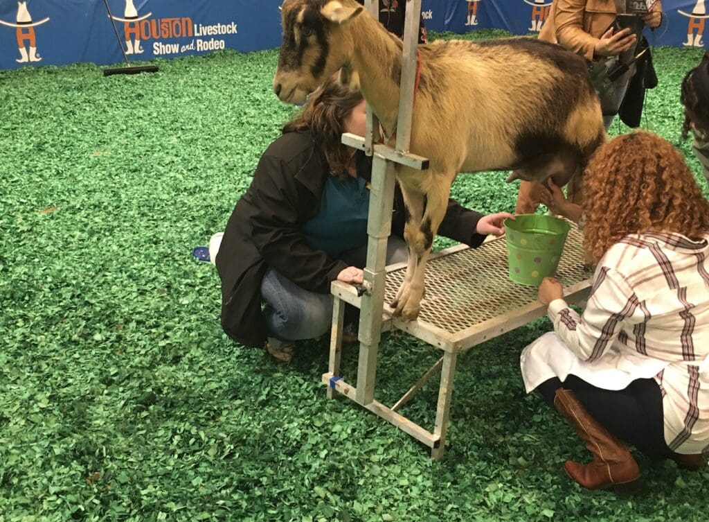 Goat milking is an art. 