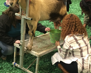 rodeo goat milking championship