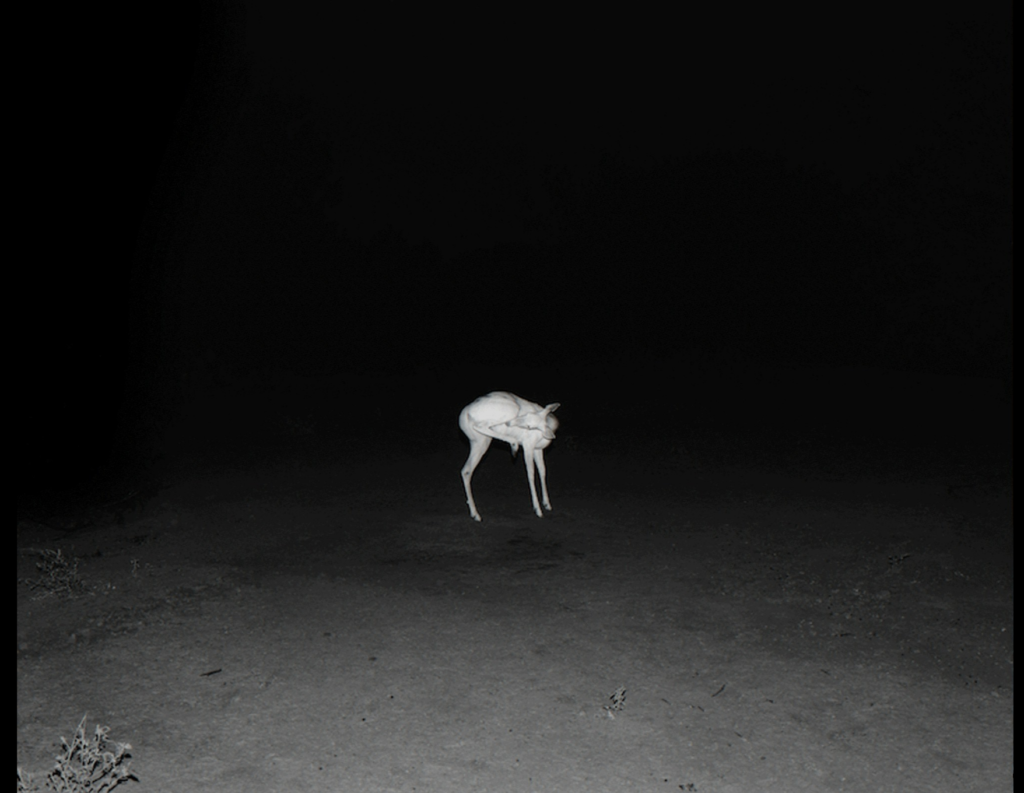 Matthew Genitempo's "Untitled (Jasper)," 2016-2017. Estimated value $1,200.