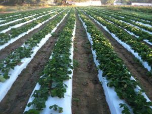 atkinson farms rows