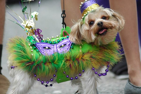 Dress up your furry friend for Pawdigras at Texas Ale Project.