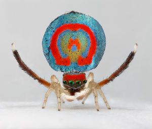 Maria Fernanda Cardoso’s “Whole body shot of male peacock spider, Maratus splendans #15, 1 Sep 2014, Rehead Lagoon,” at Sicardi | Ayers | Bacino