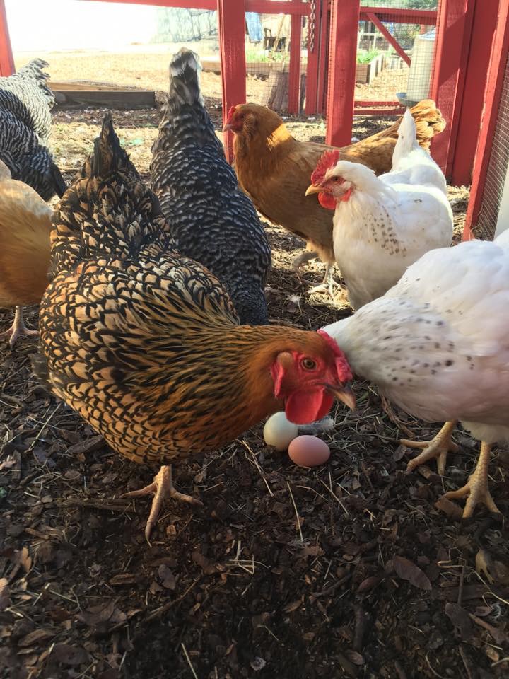 Moss Haven Farm will be having free chicken yoga at the Urban Market. These chickens are ready, are you?