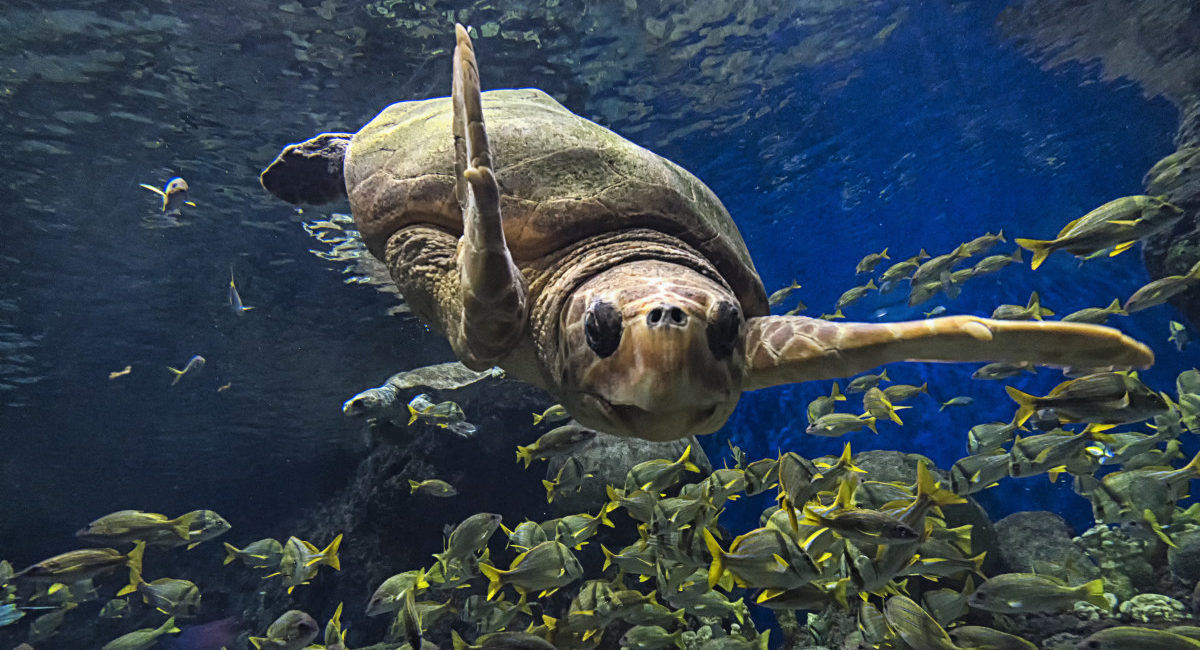 seaworld san antonio turtle reef (Photo by SeaWorld San Antonio)