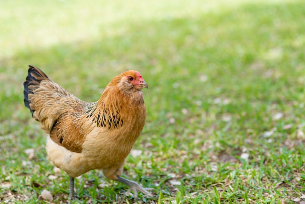 Chicken coop tour