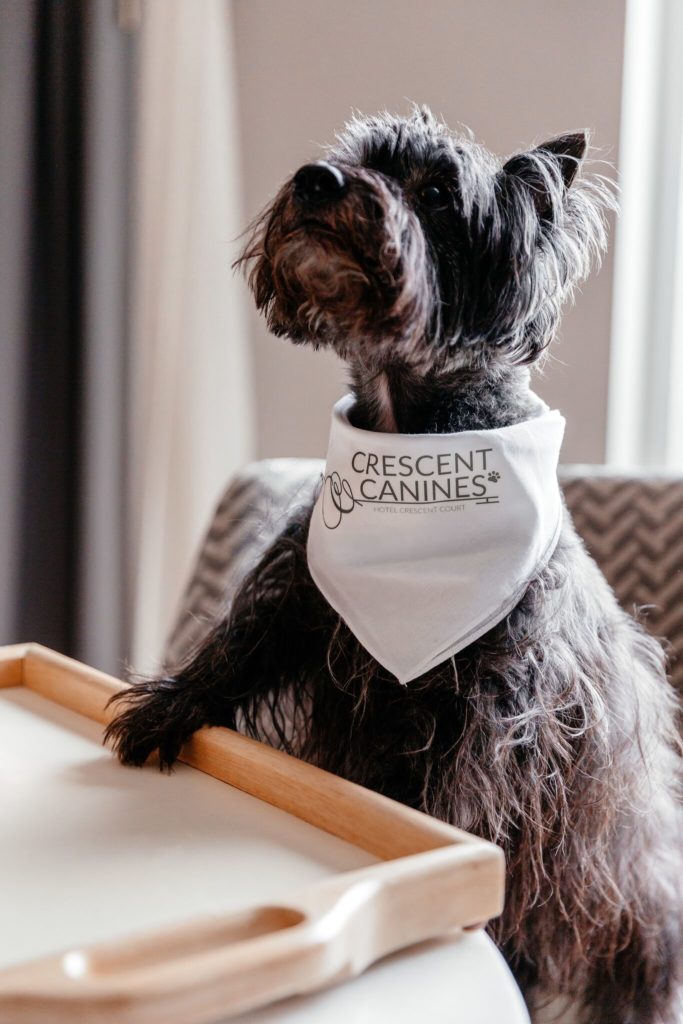 A special Gourmet Doggie Delights menu is available.  (Photo by Vanessa Christina Photography)