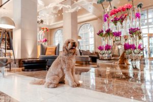 Crescent Canines (Photo by Vanessa Christina Photography)