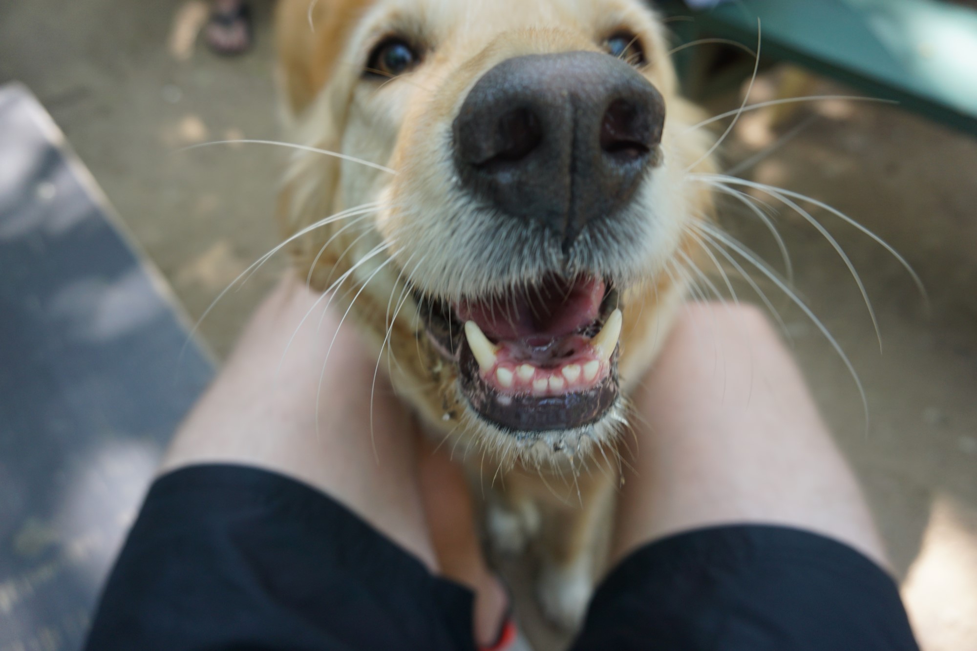 Dogs of KT- Ginger