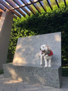 Dogs Jagger