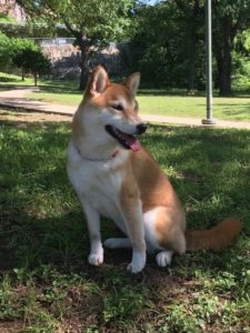 Dogs Mia