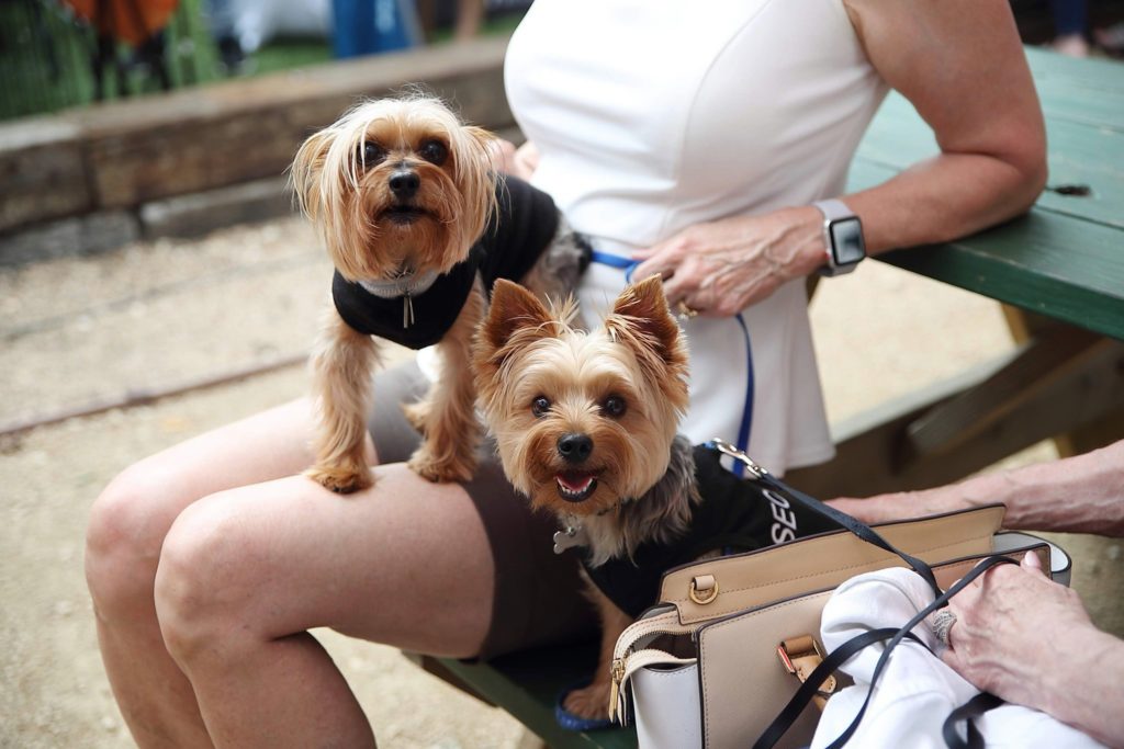 As many as 100 dogs joined the Tony Buzbee Pet Rally at NettBar. (Photo by Quy Tran)