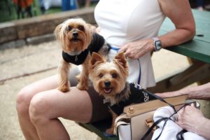As many as 100 dogs joined the Tony Buzbee Pet Rally at NettBar. (Photo by Quy Tran)