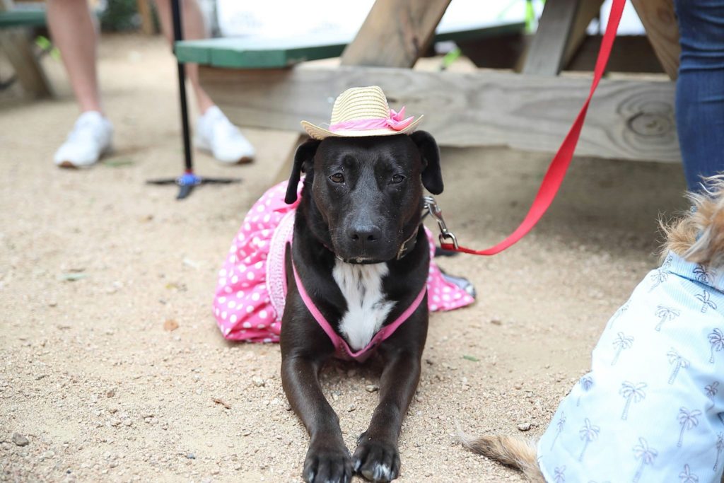 A guest decked out for the Tony Buzbee Pet Rally at NettBar. (Photo by Quy Tran)