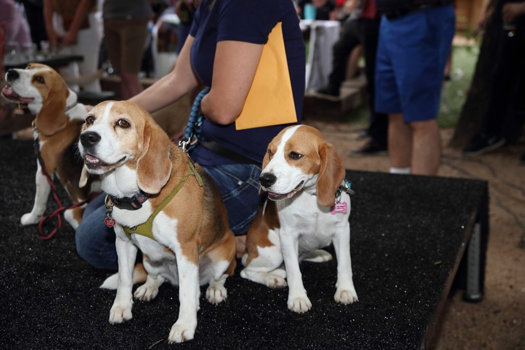 Tony Buzbee's pooches Lily, Lucy and Lacy at their dad's Pet Rally at NettBar. (Photo by Quy Tran)