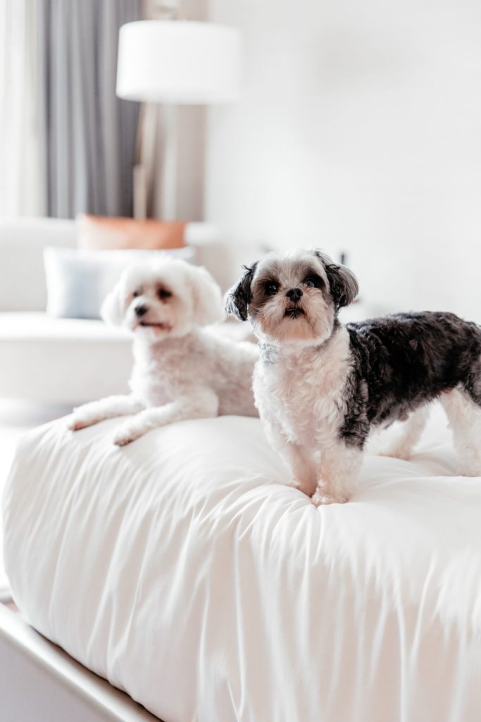 Dogs will get their own plush doggie bed.  (Photo by Vanessa Christina Photography)