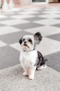 Crescent Canines 2 (Photo by Vanessa Christina Photography)