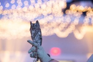 houston spca owl
