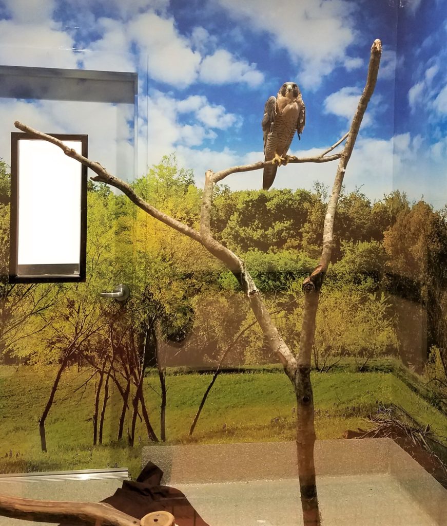 Wildlife will be cared for in a spectacular new space. 