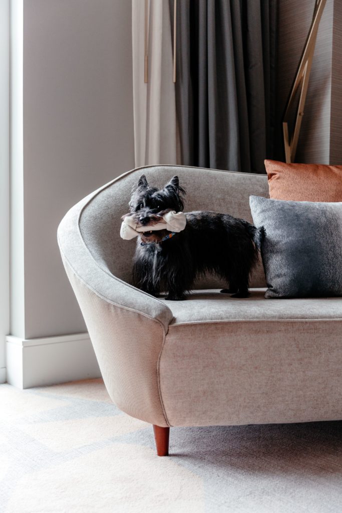 There will be a free toy and branded doggy bandana too.  (Photo by Vanessa Christina Photography)