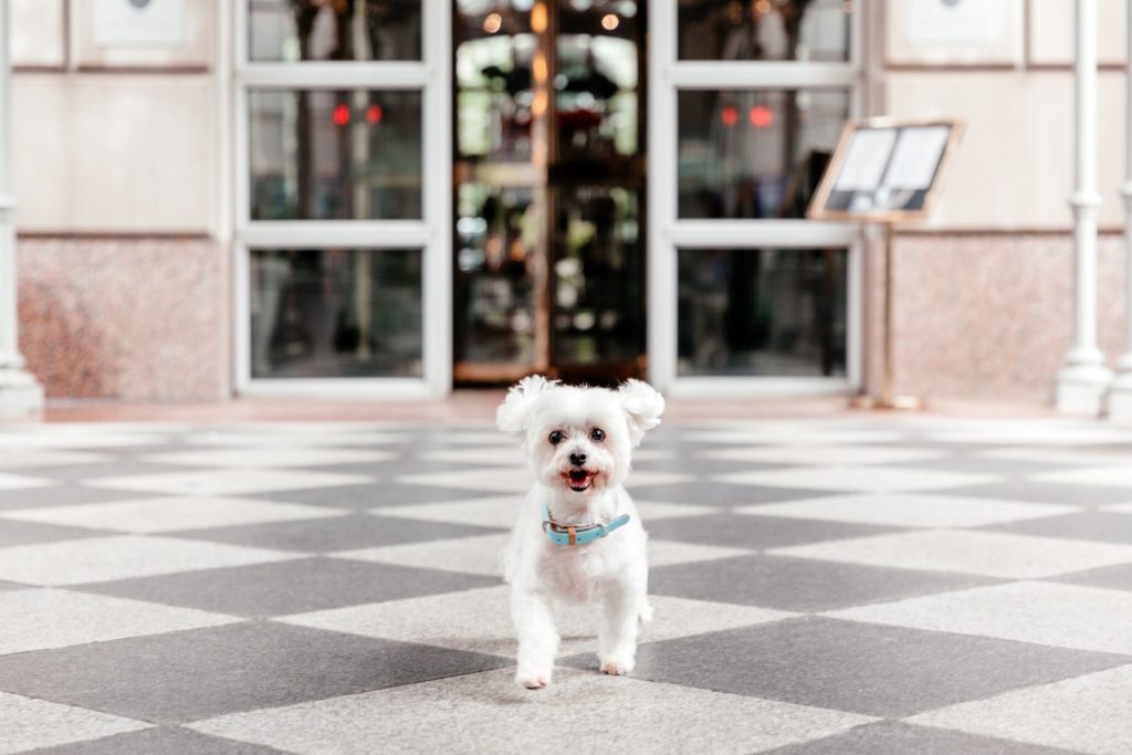 Just look how happy this pup is. (Photo by Vanessa Christina Photography)