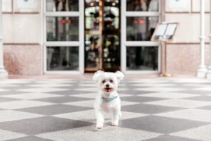 CC Dogs (Photo by Vanessa Christina Photography)