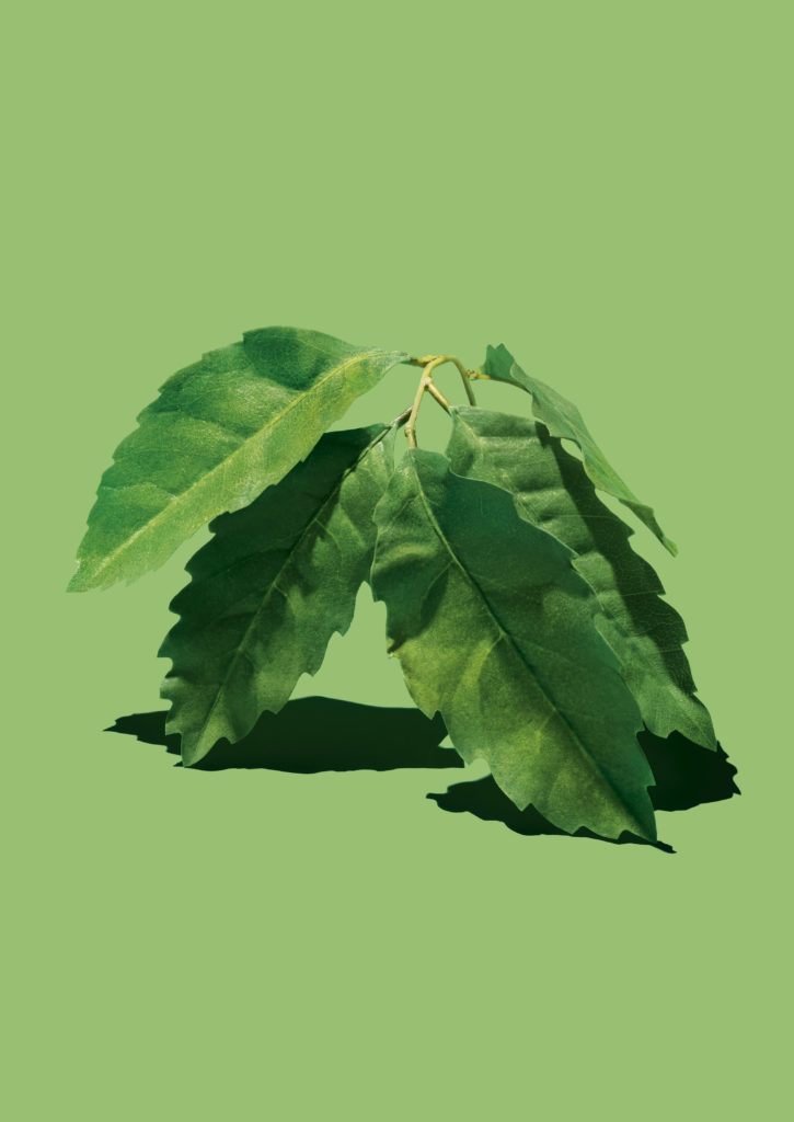 HInts of Calabrian bergamot is found in the Vuitton fragrance. Courtesy of Louis Vuitton. 