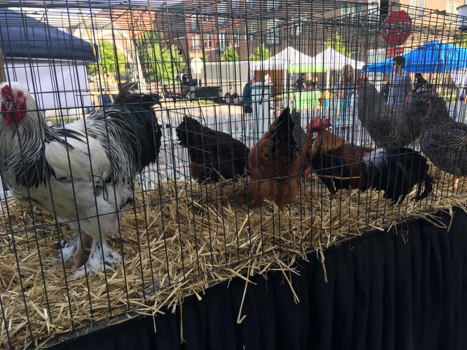Chickens at the farmers market.