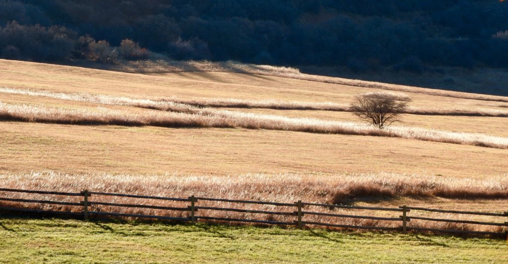 Hayfields in the fall create a soothing visual tapestry. (Photo by Margaret Reckling)