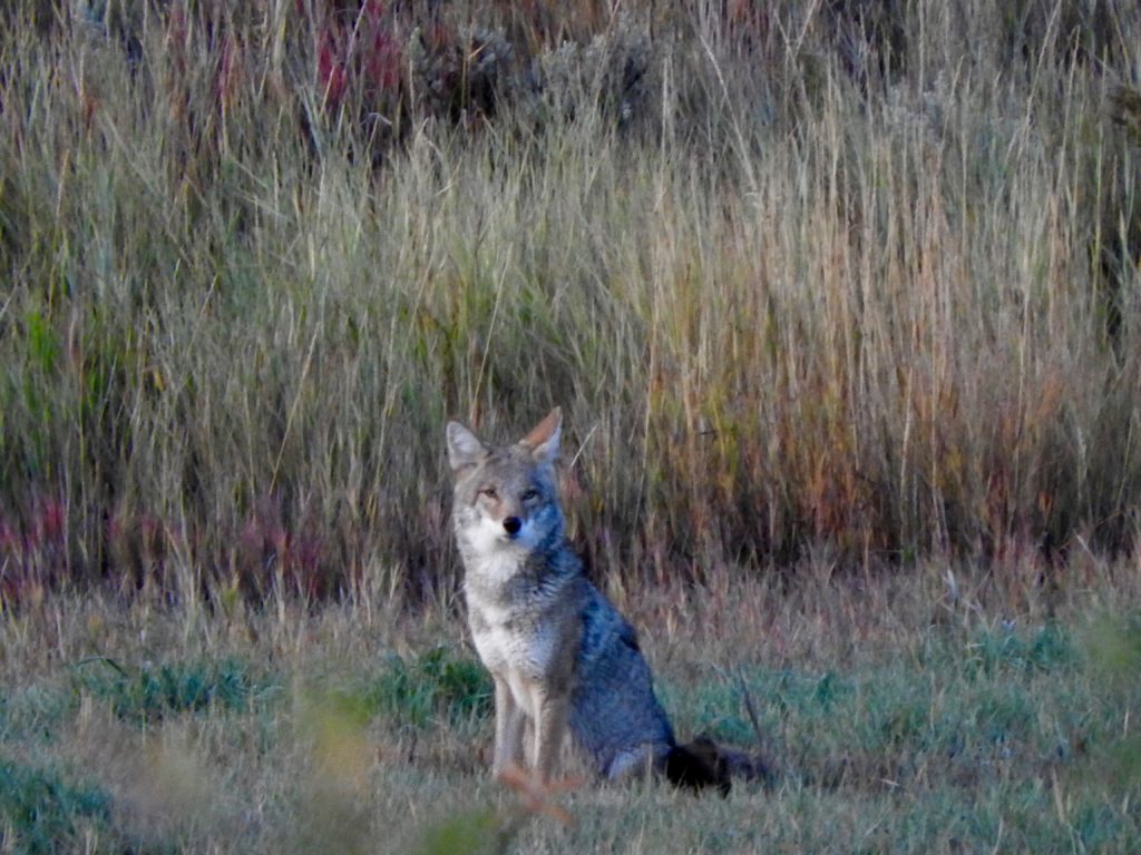 A lone coyote on an autumn day. (Photo by Margaret Reckling)