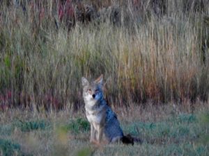 5 Coyote in Fall Color by Margaret Reckling, Woody Creek (Photo by Margaret Reckling)