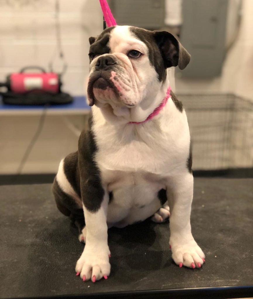 Your dog can get a Pawdicure at Kibble Pet Grooming. Courtesy of Kibble Pet Grooming