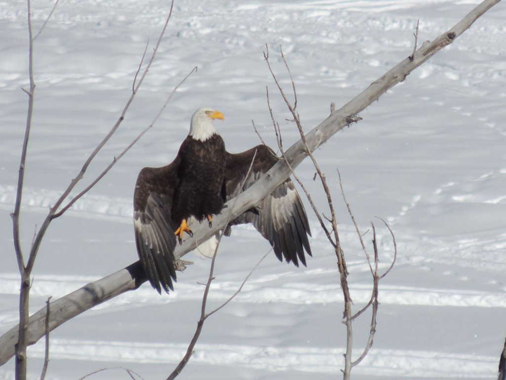 An American bald eagle drying its wings. (Photo by Margaret Reckling)