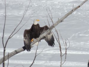 American Bald Eagle Drying its Wings by Margaret Reckling, Woody Creek (Photo by Margaret Reckling)