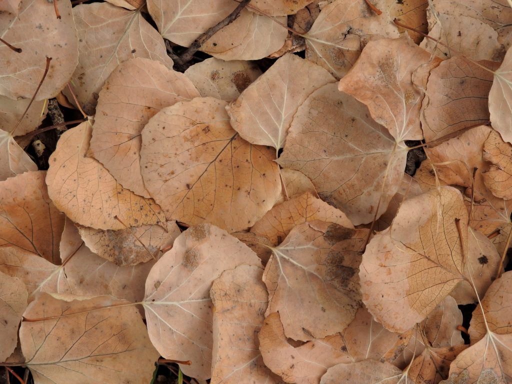 Aspen leaves present a textural delight for the camera lens. (Photo by Margaret Reckling)