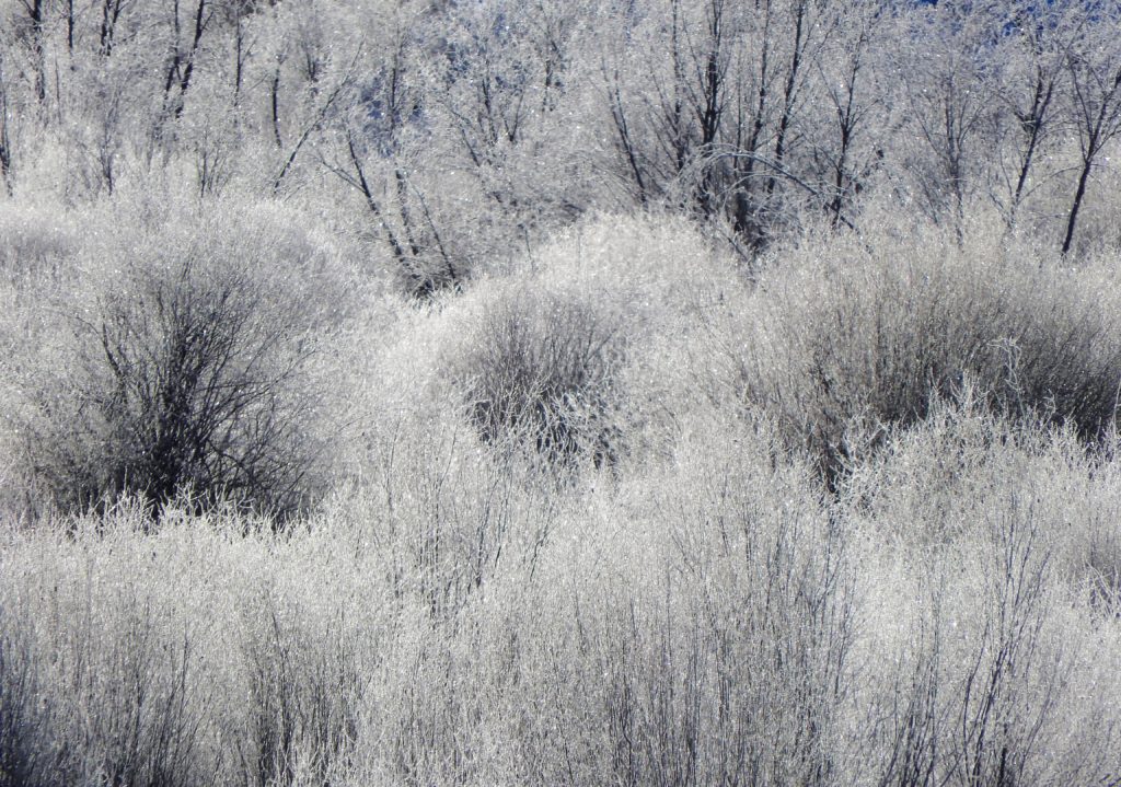 Majestic frost-covered willows (Photo by Margaret Reckling)