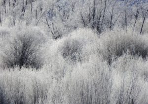 Frost-Covered Willows by Margaret Reckling (Photo by Margaret Reckling)