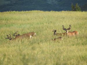 Group of Bucks in Velvet White Star Ranch by Margaret Reckling (Photo by Margaret Reckling)