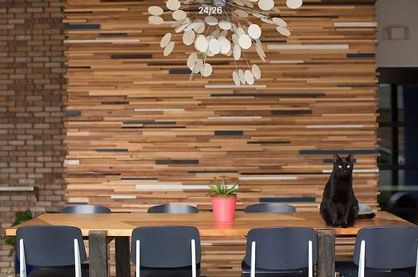 Resident feline Louis Vuitton reigns over the hotel patio and occasionally makes an appearance indoors. (Hotel Eleven photo)