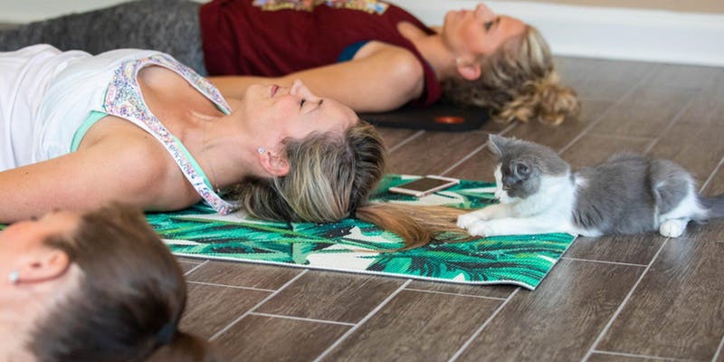 kitten yoga