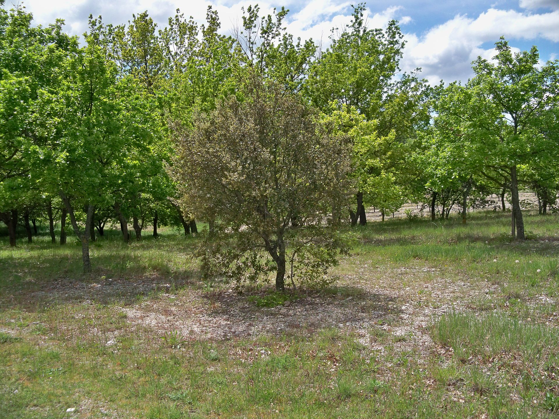 truffle groves near beaumont-du-ventoux