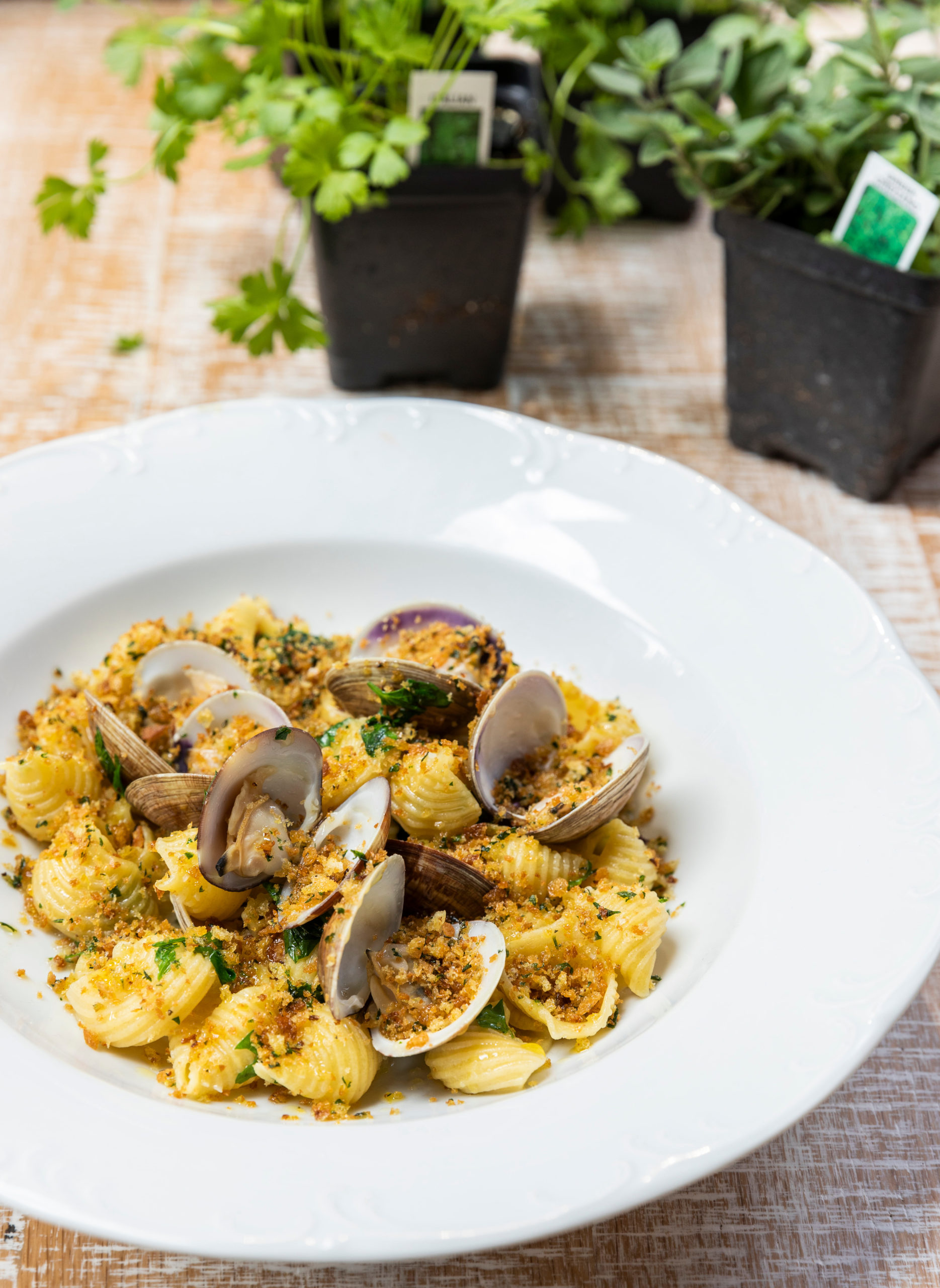 Shells and clams (Photo by Julie Soefer)