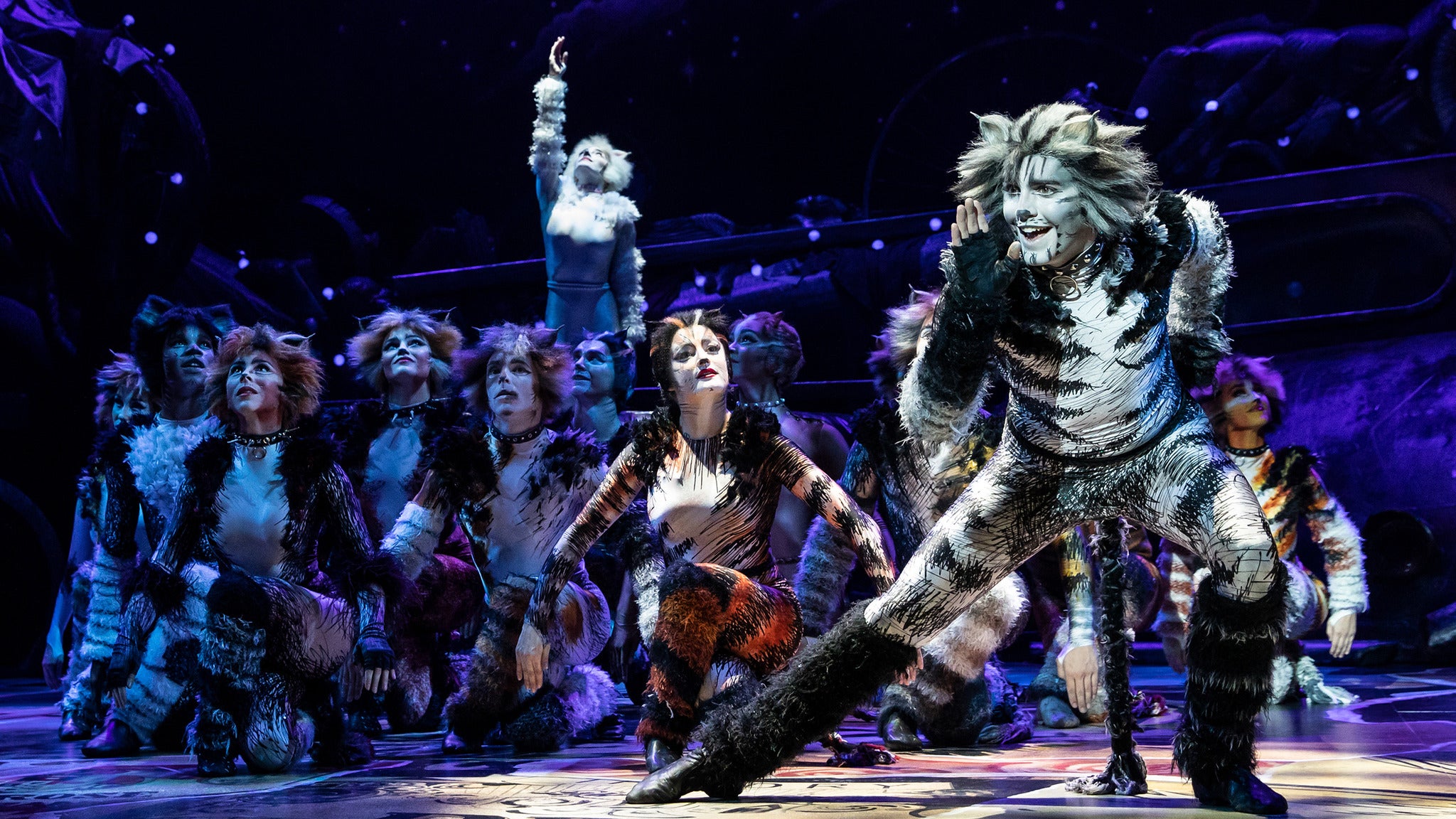 CATS